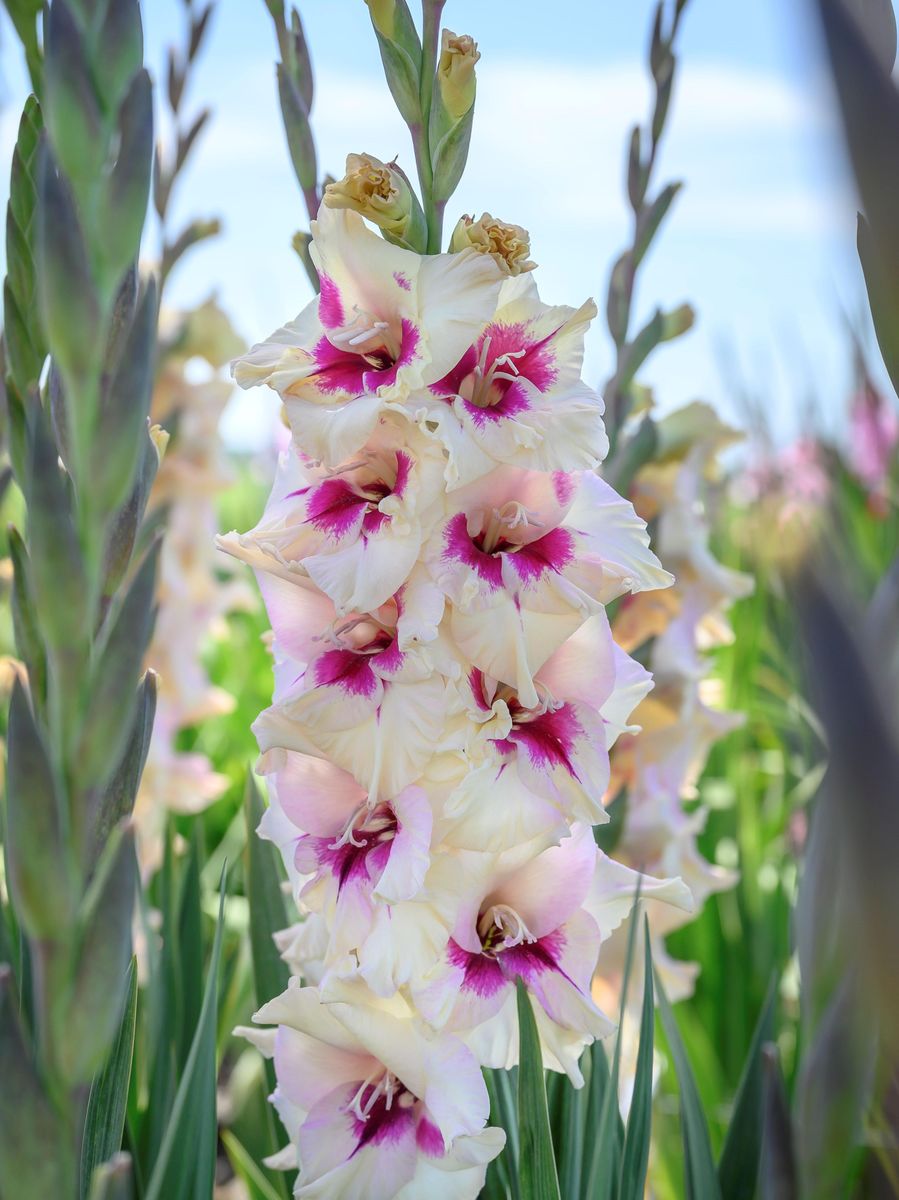 Gladiolus Amber Mystique 10 stykk Nyhet