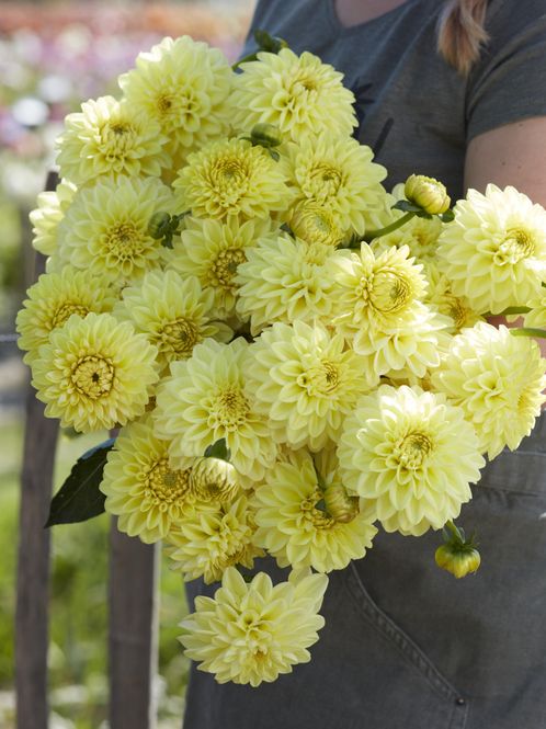 Hovedbilde Dahlia Golden Eye Nyhet 2027