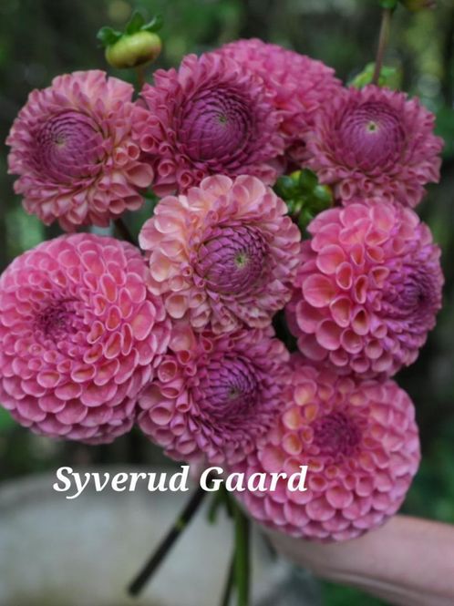 Hovedbilde Dahlia Hapet Coppery 