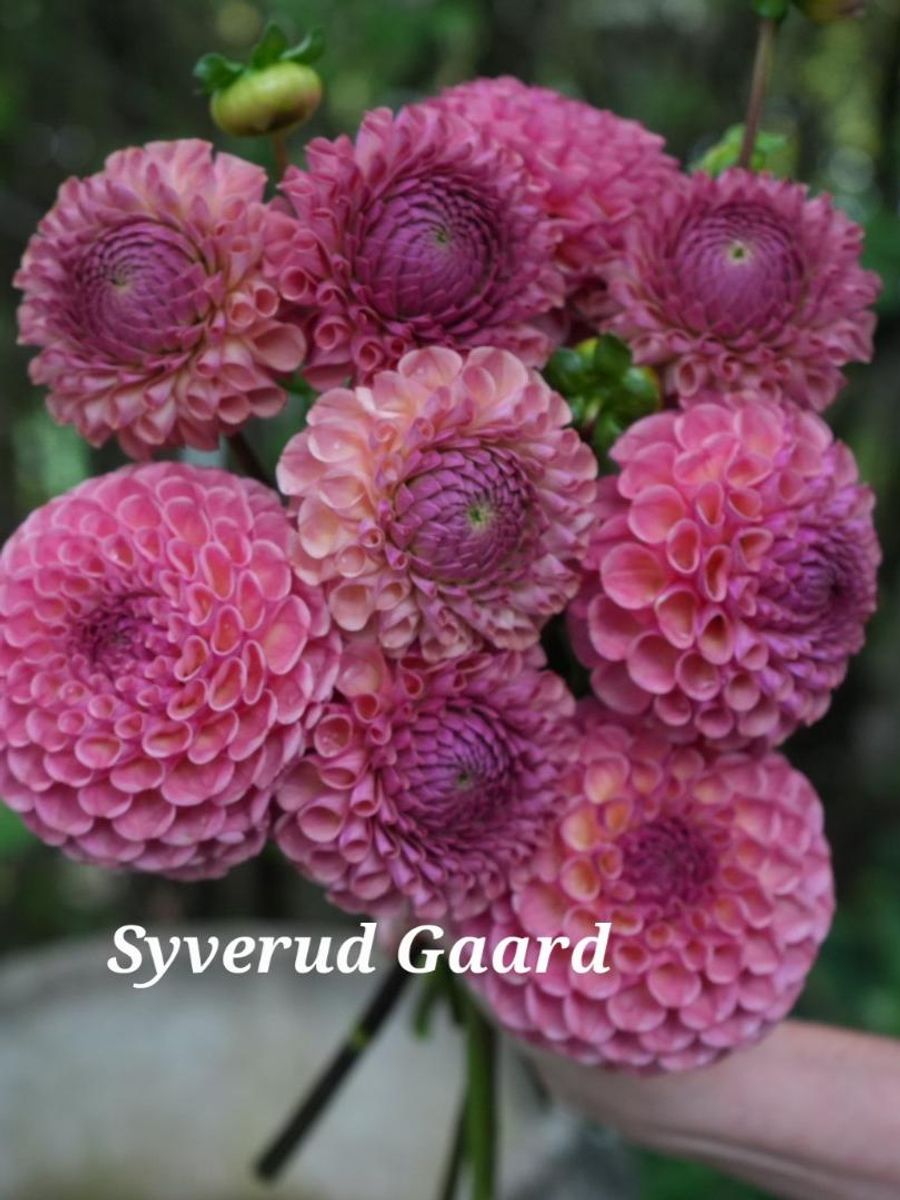 Dahlia Hapet Coppery Nyhet 2026