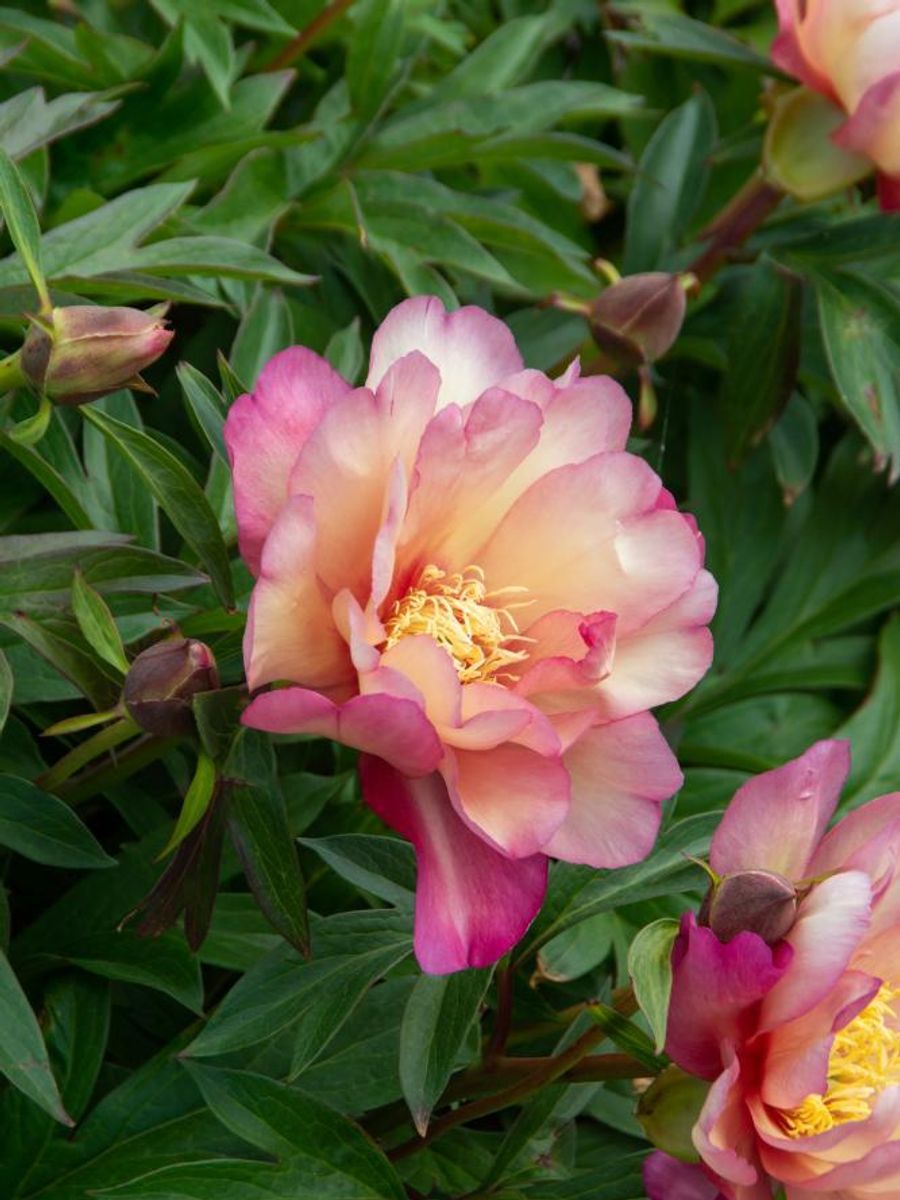 Paeonia Itoh Julia Rose 