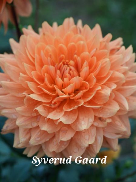 Hovedbilde Dahlia Renate Tozio 