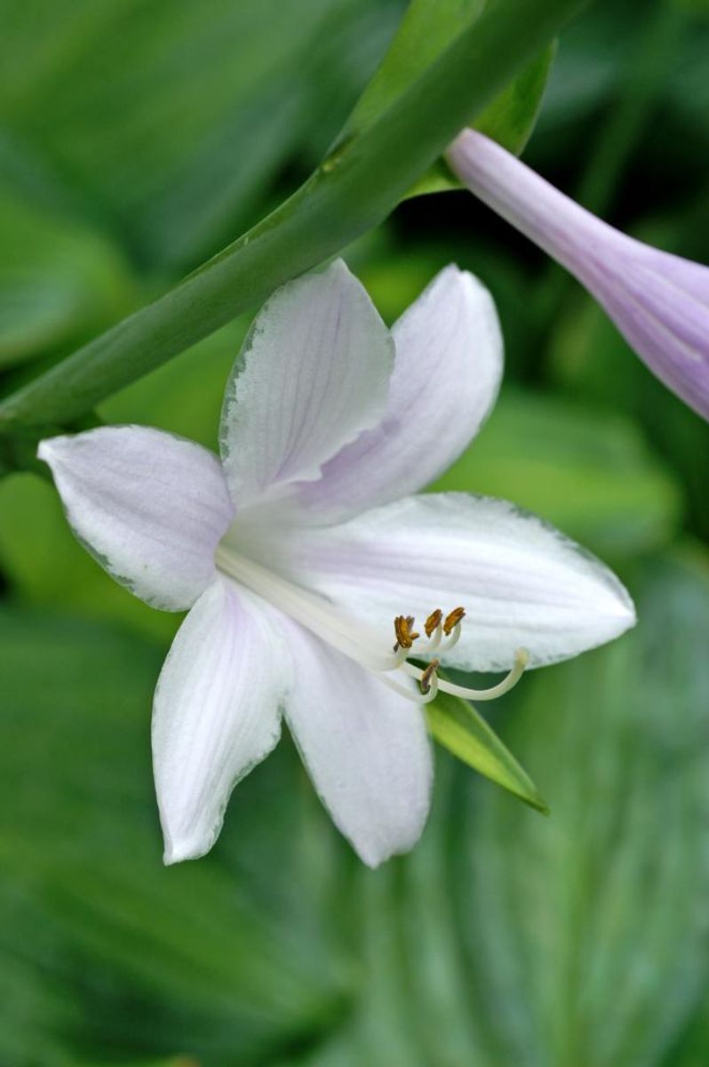Hosta Guacamole 1 stykk Nyhet