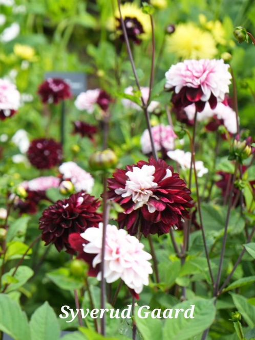 Hovedbilde Dahlia Daria in Love 
