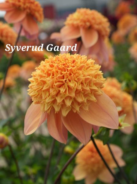 Hovedbilde Dahlia Sandia Brocade Nyhet 2026