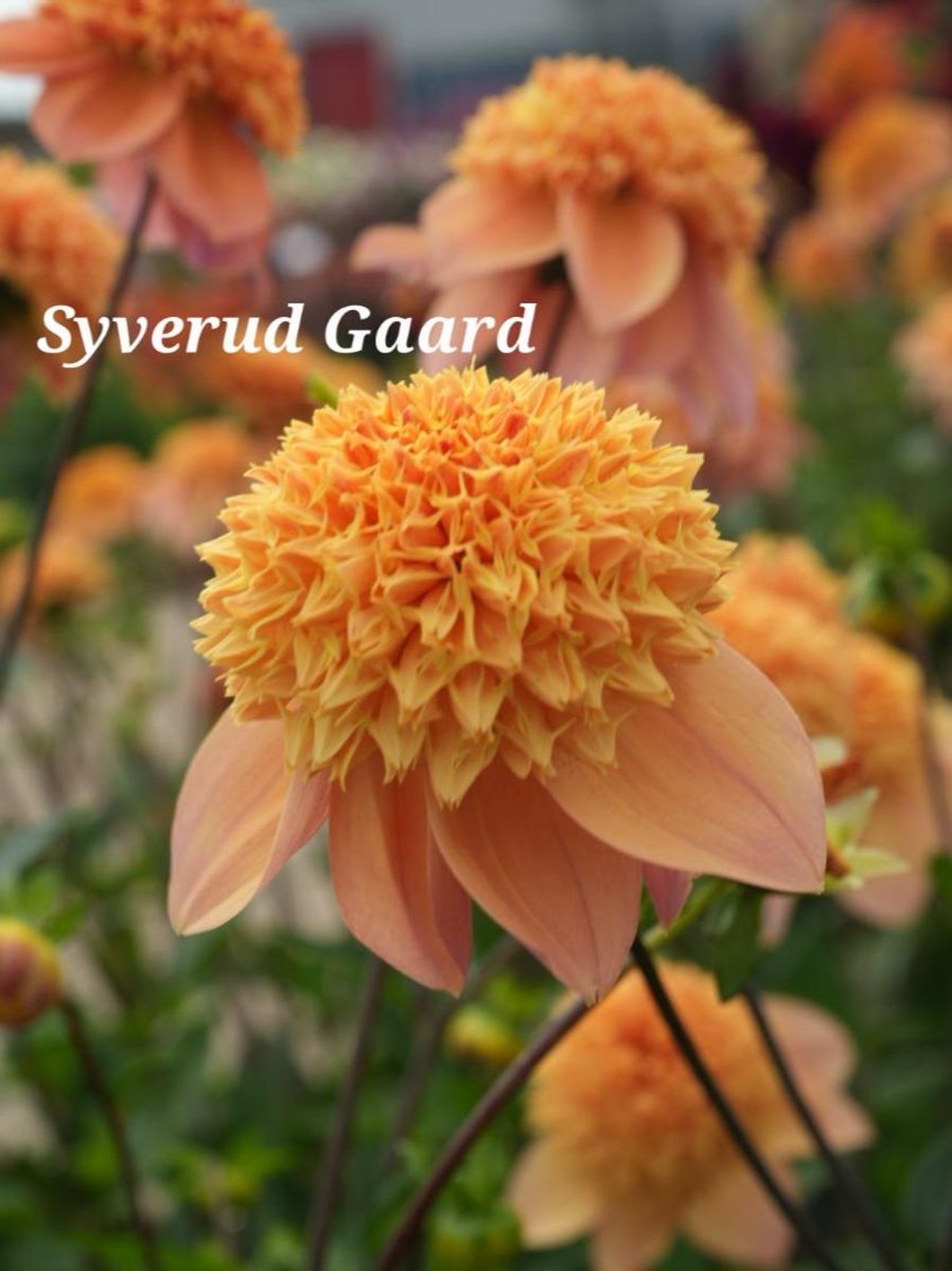 Dahlia Sandia Brocade Nyhet 2026