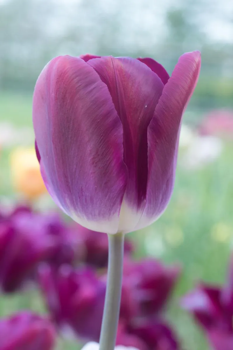 Tulipan Kansas Proud 5 stykk Nyhet