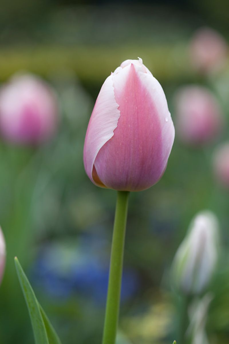 Tulipan Ollioules 10 stk Nyhet