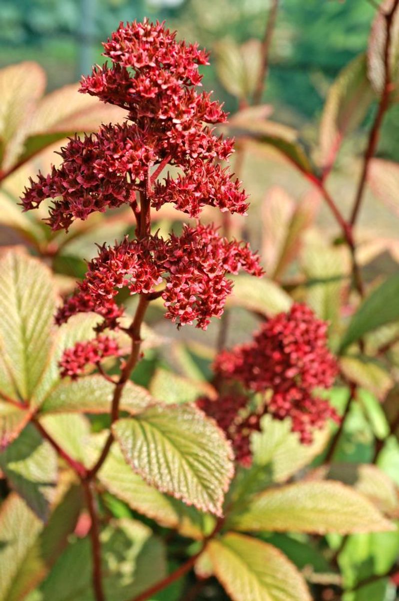 Rodgersia Pinnata Superba1 stykk Nyhet