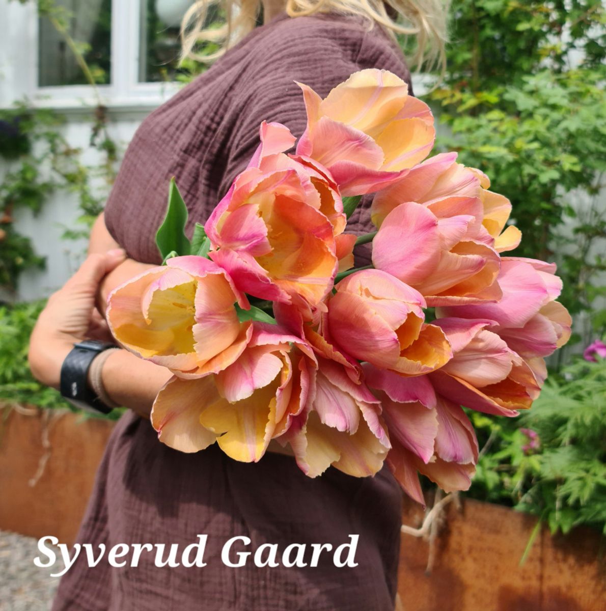 Tulipan Salmon Prince 5 stykk 
