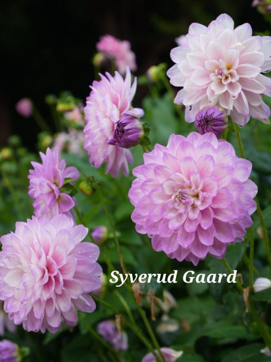 Dahlia Blue Wish Nyhet 2026