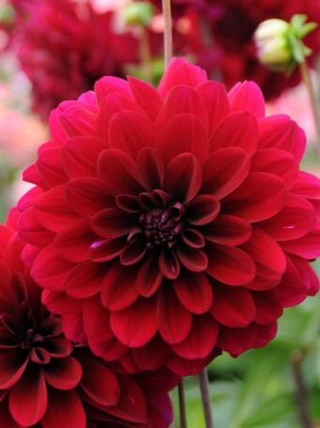 Hovedbilde Dahlia Karma Naomi Nyhet 2026