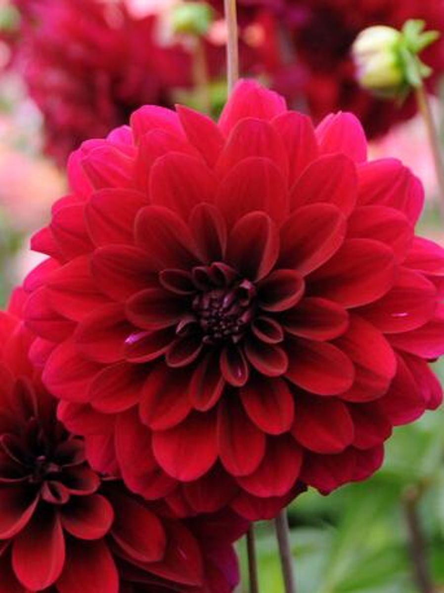 Dahlia Karma Naomi Nyhet 2026