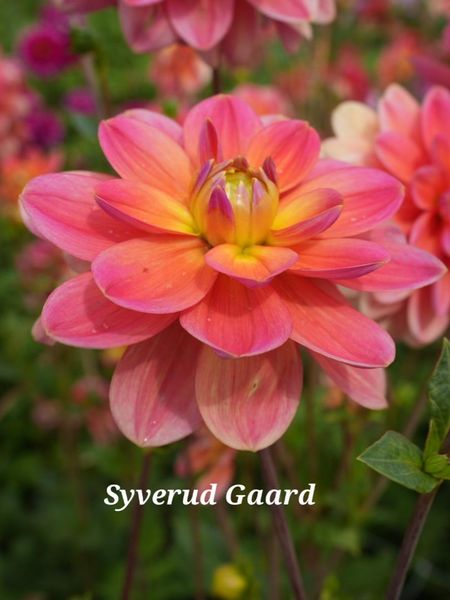 Hovedbilde Dahlia Morning Glory Nyhet 2026
