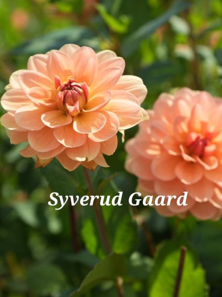 Hovedbilde Dahlia Yelno Harmony Nyhet 2026