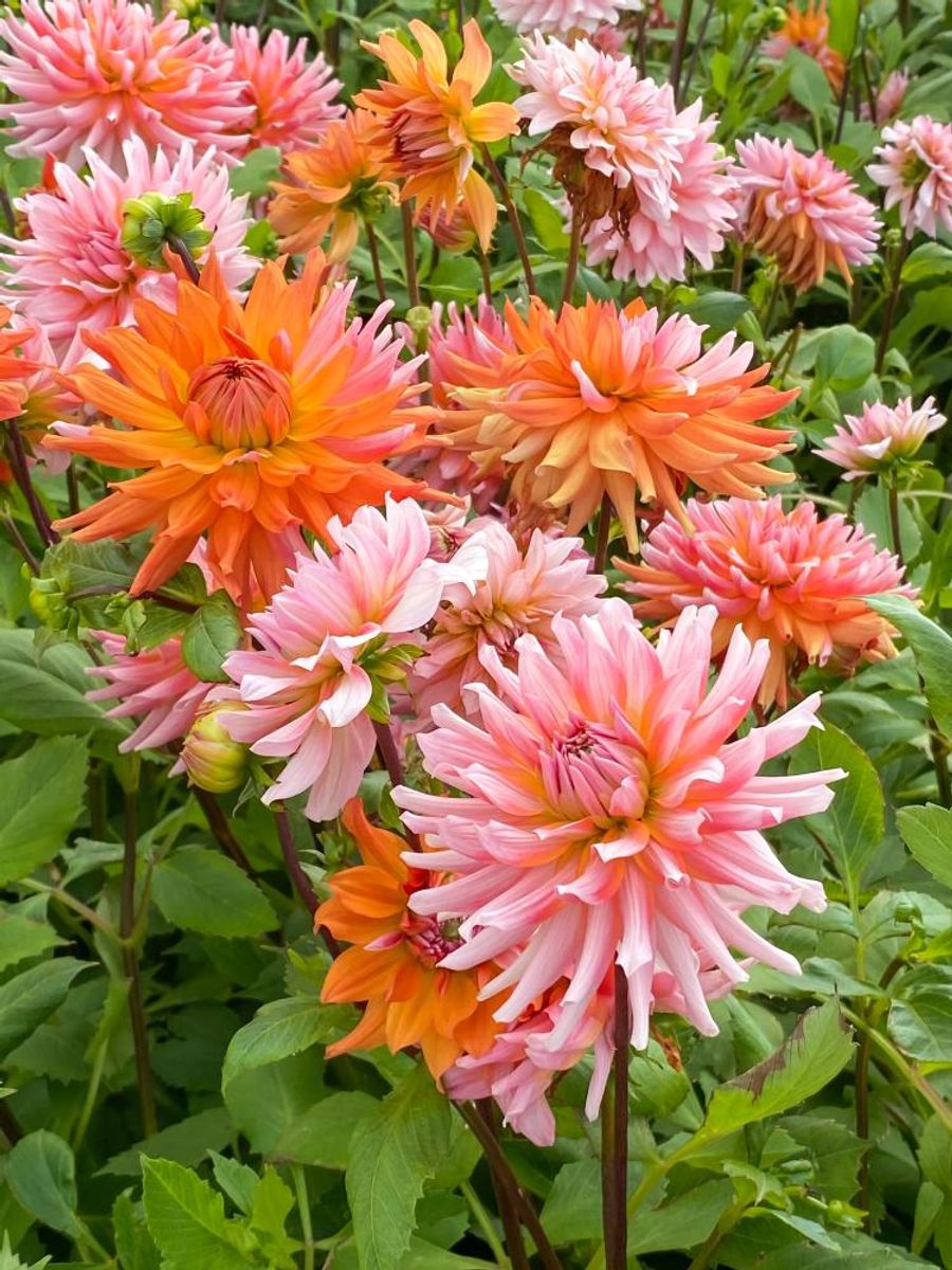 Dahlia Orange Turmoil Nyhet 2026