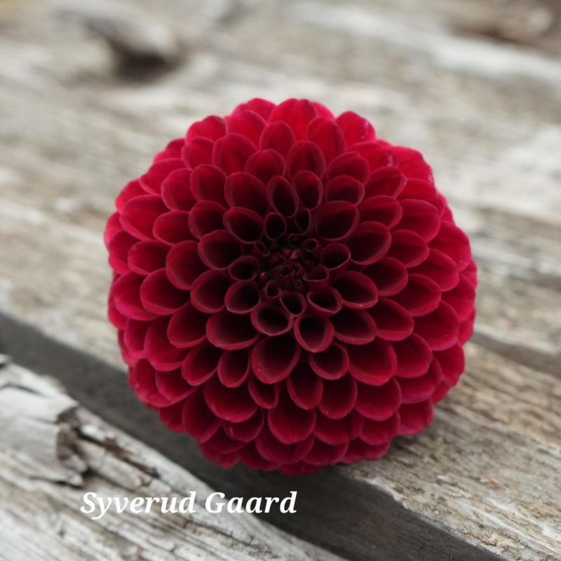 Dahlia Maroon Fox 