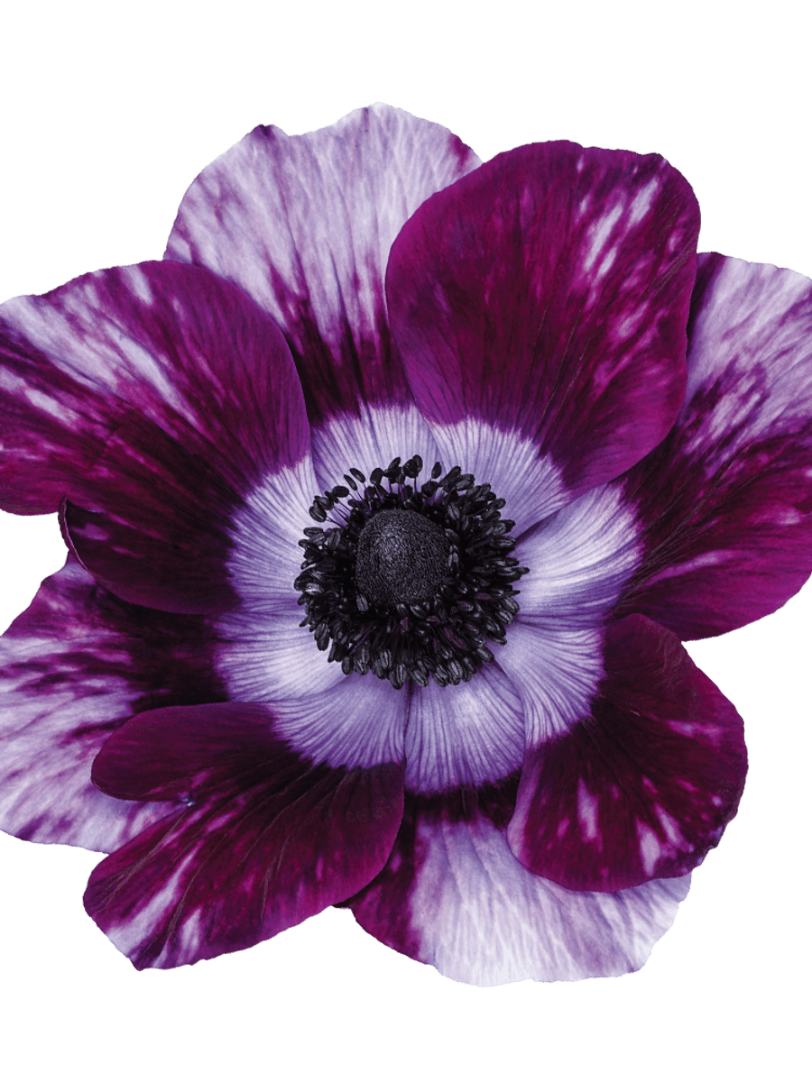 Anemone MISTRAL PLUS® Tigre Wine 5 stykk Nyhet