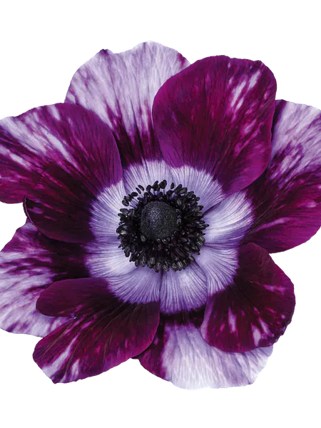 Hovedbilde Anemone MISTRAL PLUS® Tigre Wine 5 stykk Nyhet
