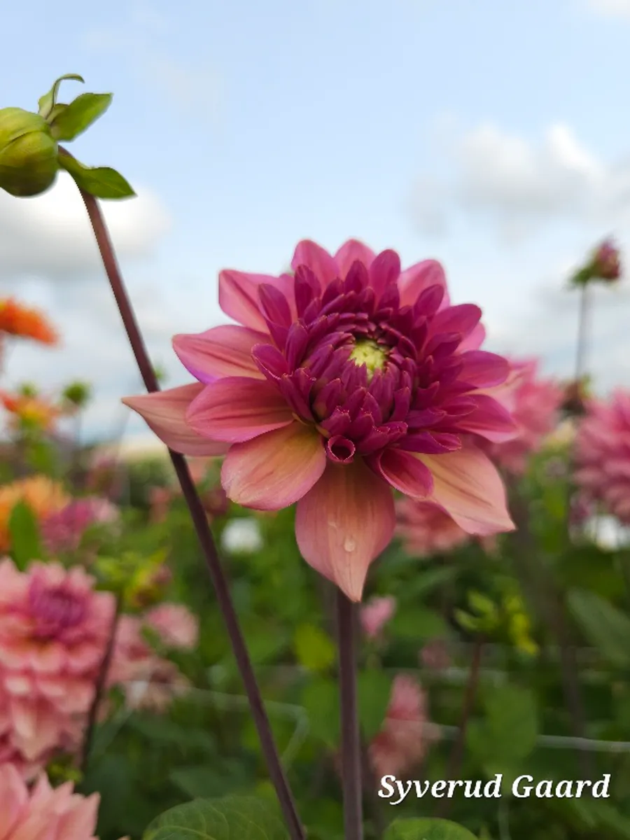 Dahlia La Belle Epoque 