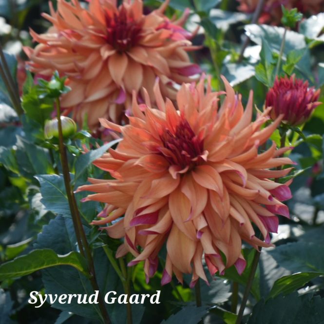 Hovedbilde Dahlia Erpeler Ley 