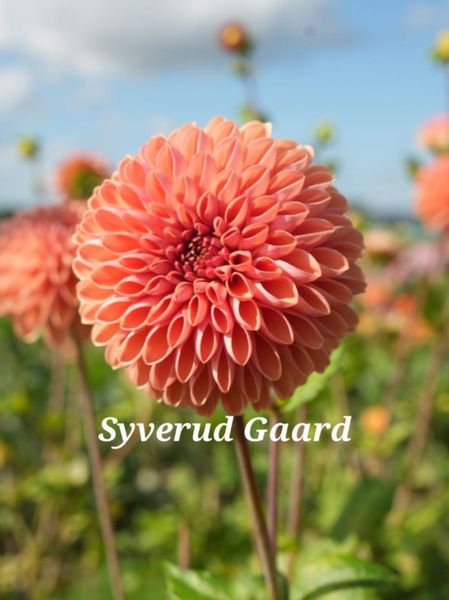 Hovedbilde Dahlia Bestseller