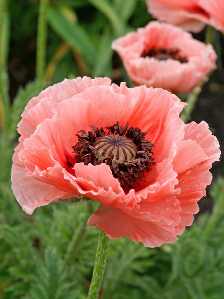 Hovedbilde Papaver orientale  mrs perry 1 stykk Nyhet