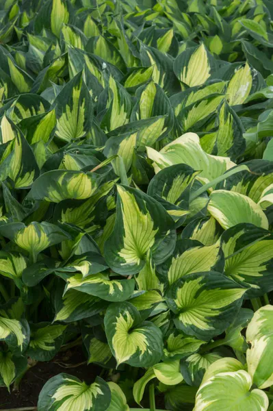 Hovedbilde Hosta Colored Hulk 1 stykk 