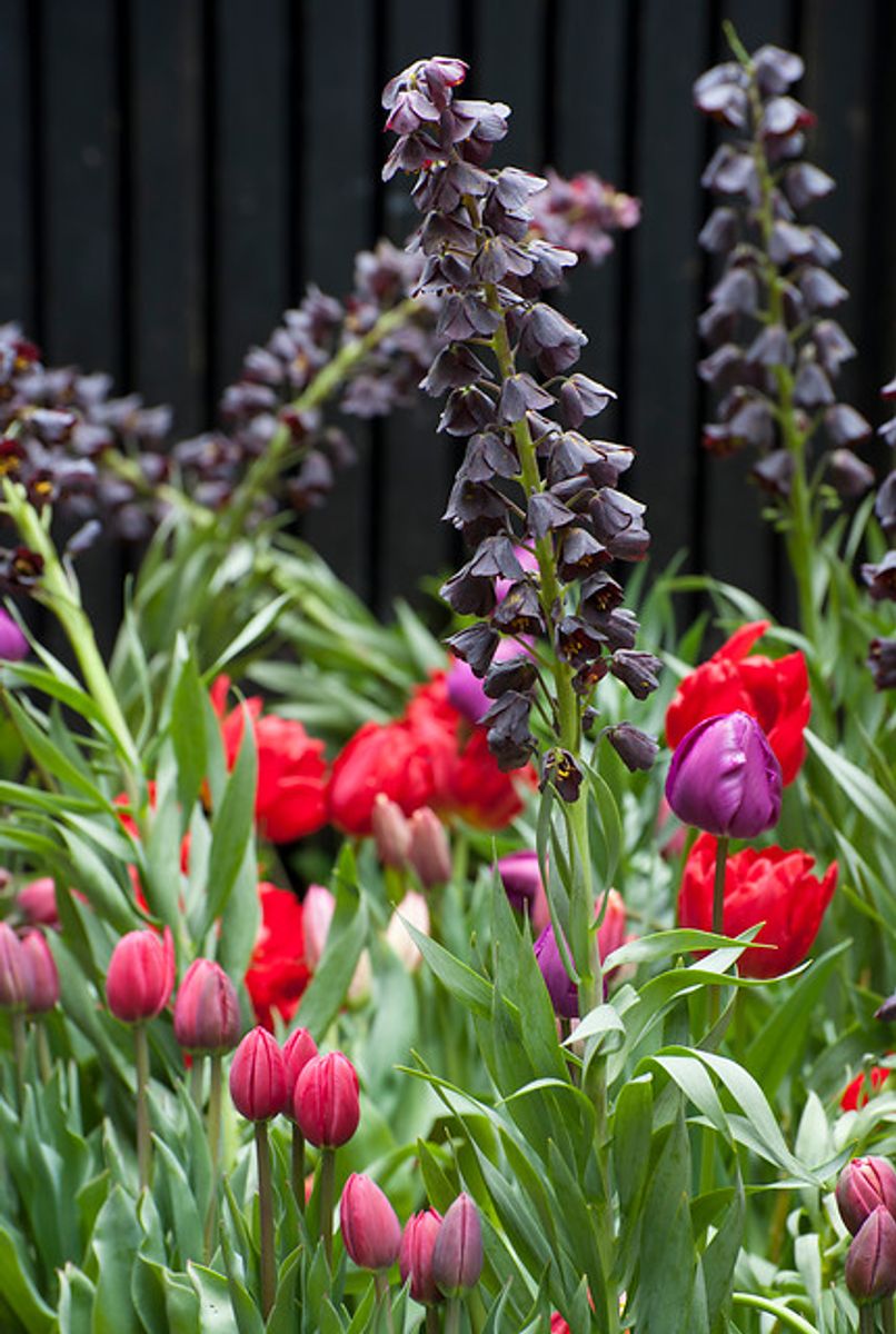 Fritillaria Persica Nyhet 2026
