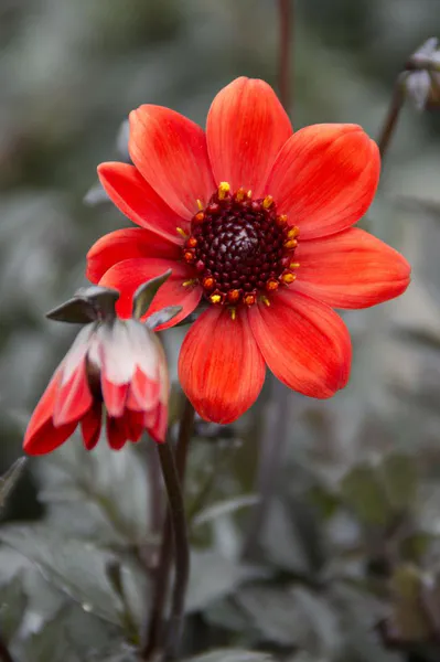 Hovedbilde  Dahlia Pulp Fiction Nyhet 2025
