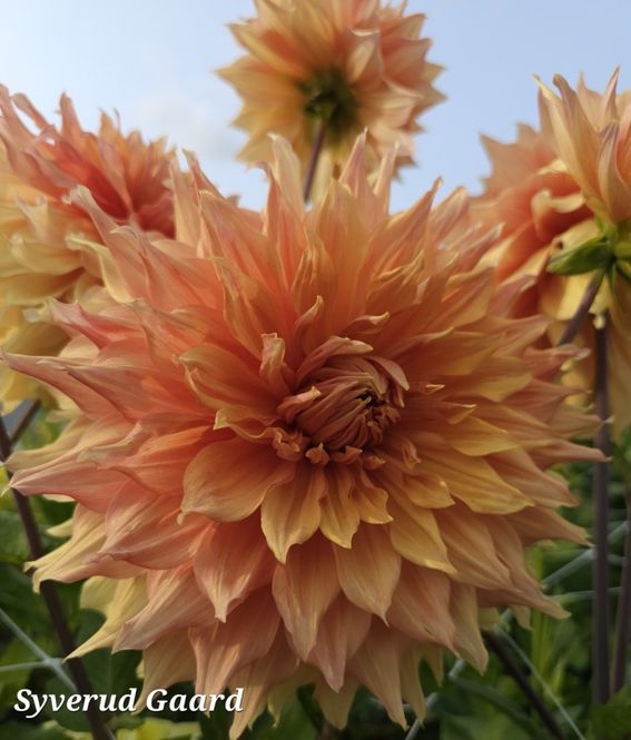 Hovedbilde Dahlia Hamari Gold 