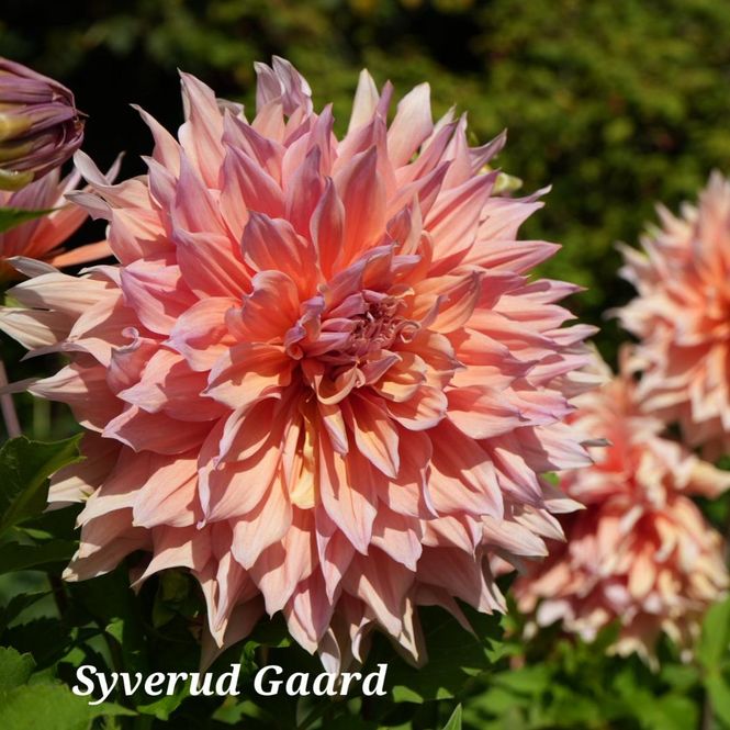 Hovedbilde Dahlia Mango Madness  