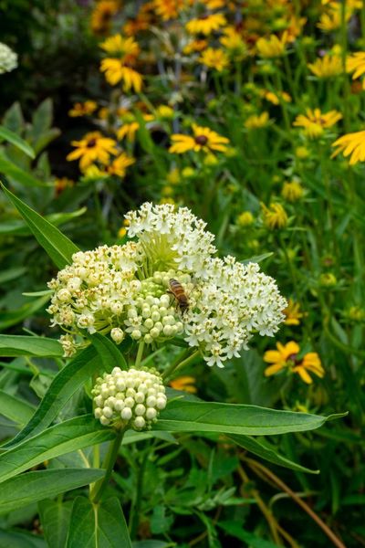 Hovedbilde Asclepias Ice Ballet(silkeurt) 1 stykk  Nyhet
