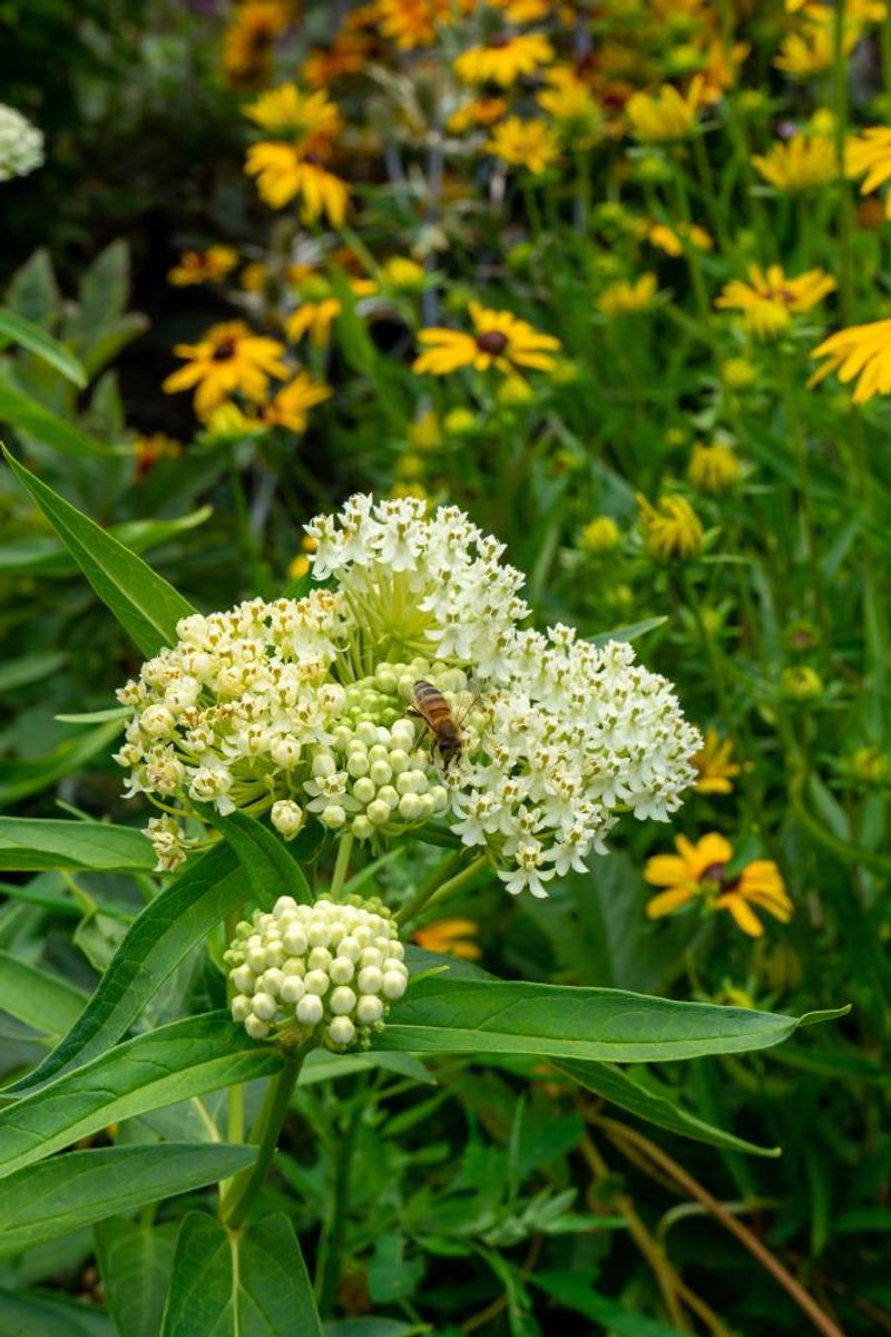 Asclepias Ice Ballet(silkeurt) 