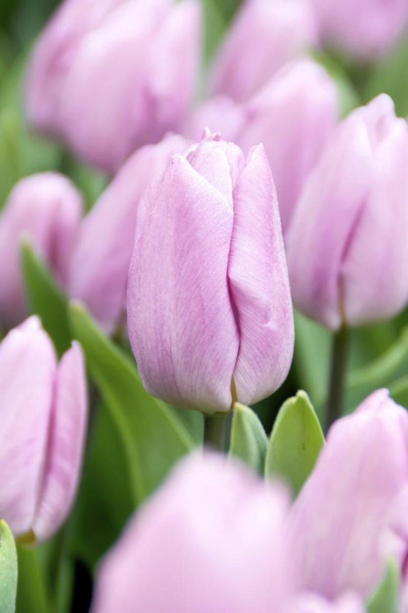 Tulipan Candy Prince 5 stykk 