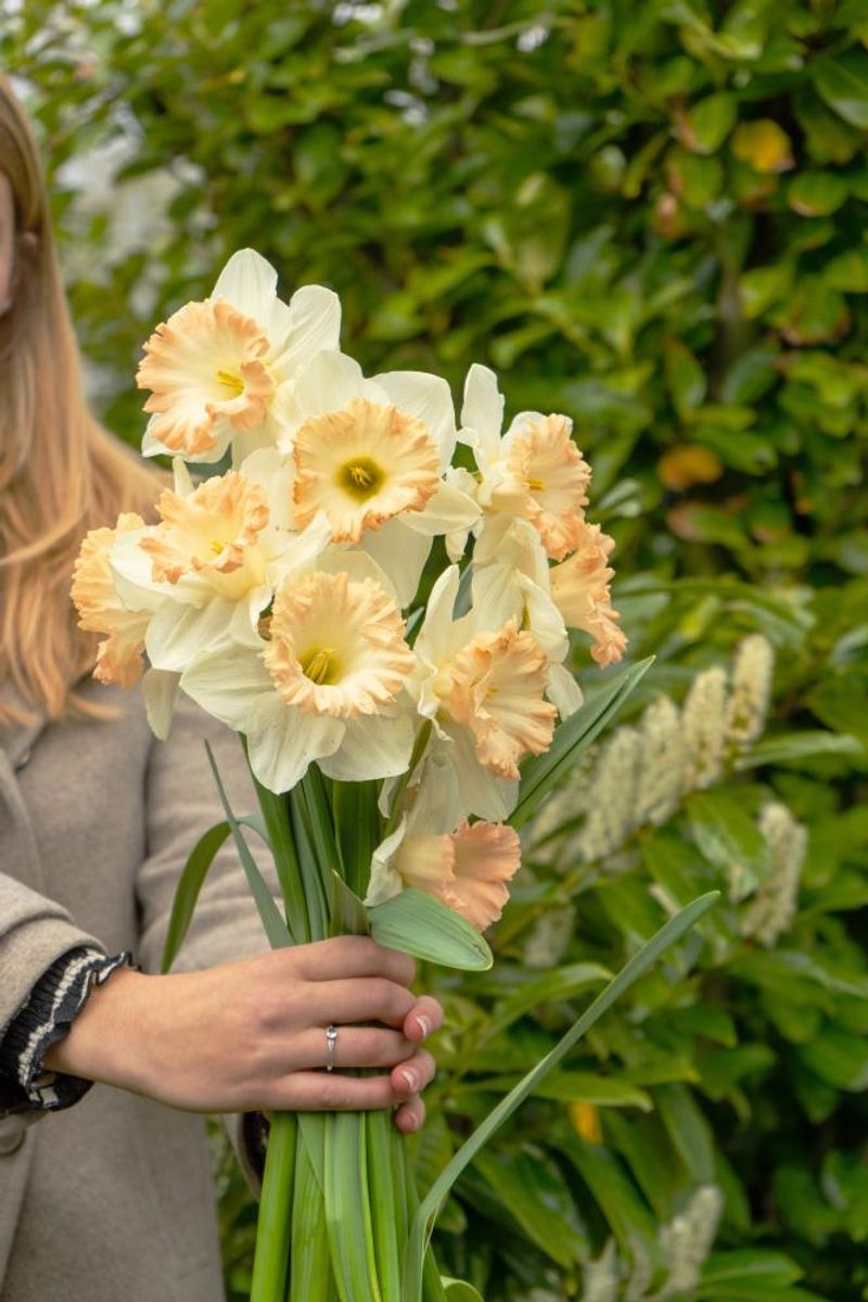 Narcissus British Gamble 5 stykk