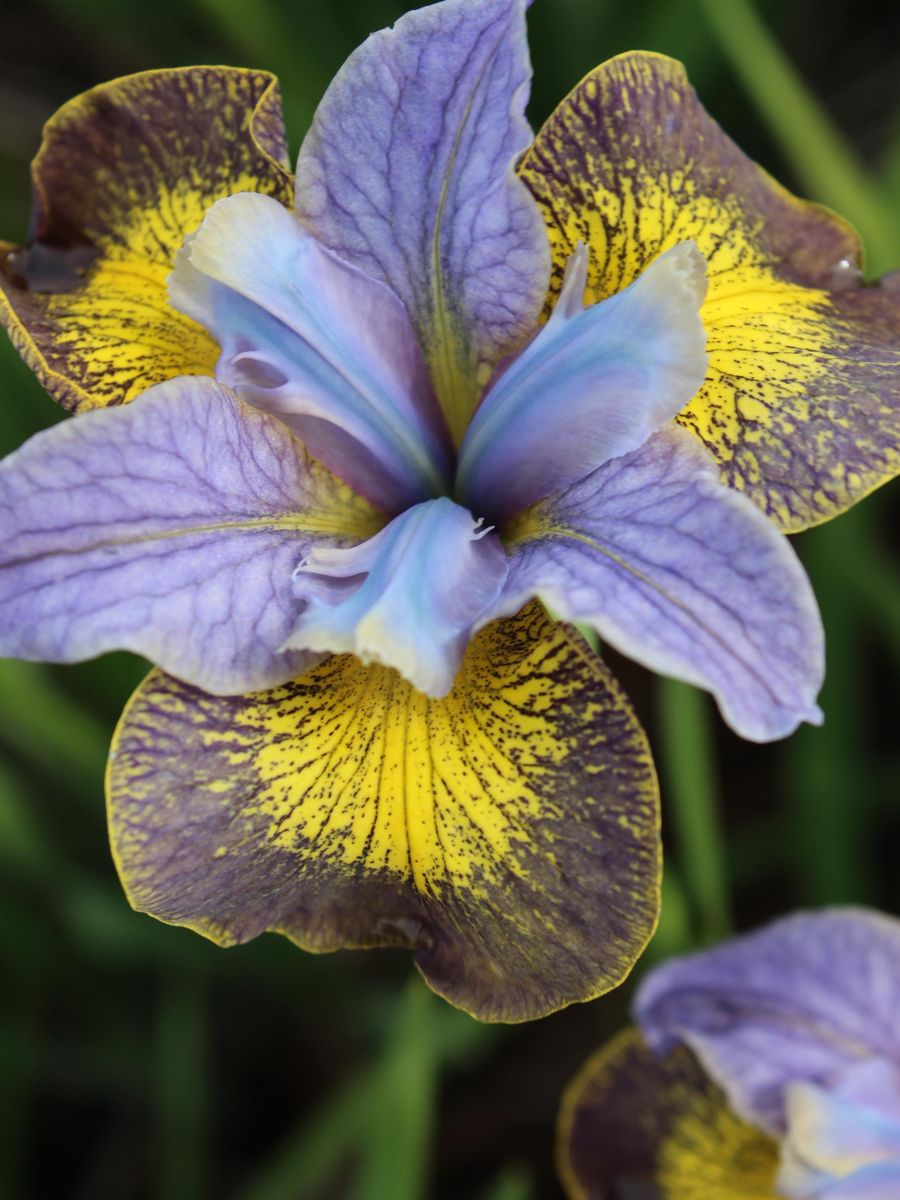 Iris Sibirica Uncorked  Nyhet 2026