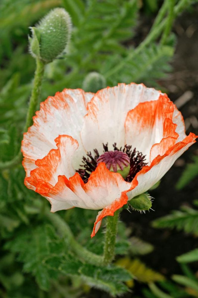 Papaver orientale Pinnacle 1 stykk Nyhet
