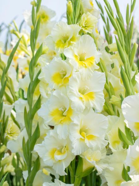Hovedbilde Gladiolus Break O'Dawn 8 stykk Nyhet