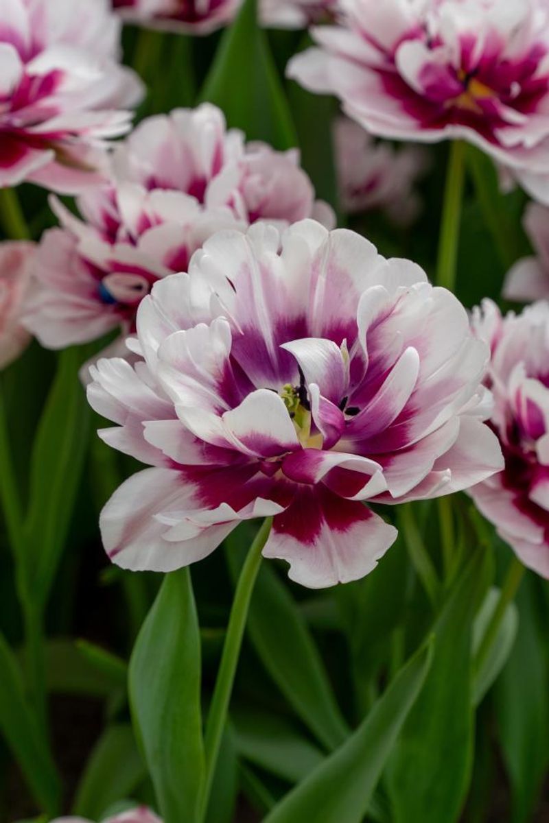 Tulipan La Delicatesse 5 stykk Nyhet