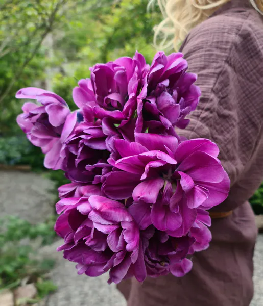 Hovedbilde Tulipan Blue Diamond 7 stykk 