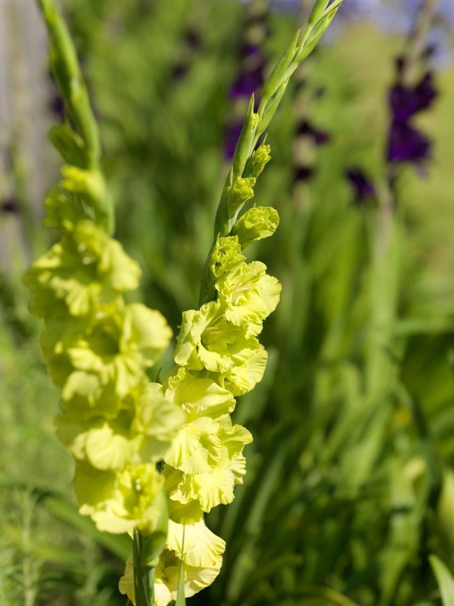 Gladiolus Green star 7 stykk
