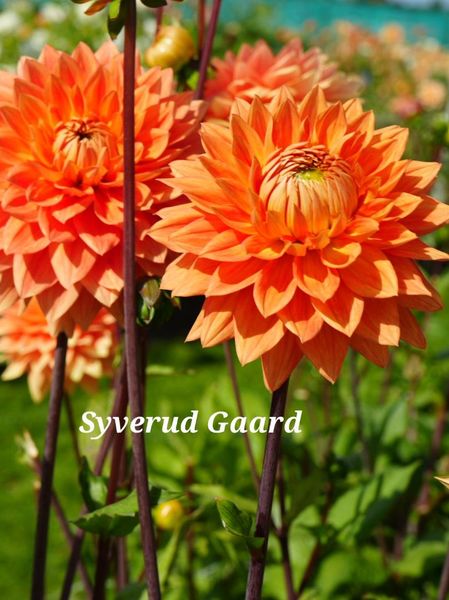 Hovedbilde Dahlia Salmonette Nyhet 2026