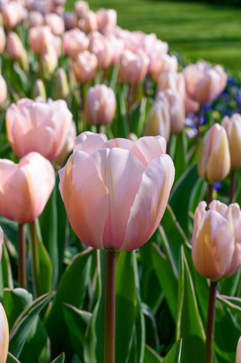 Tulipan Sweet Impression 5 stykk 