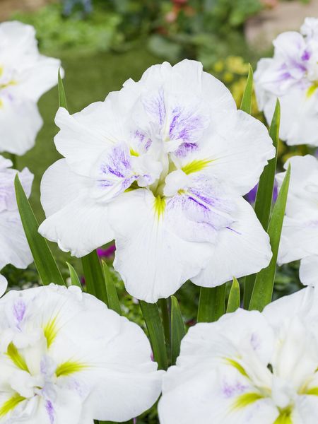 Hovedbilde Iris Ensata Cupcake 1stykk  (dinnerplate)