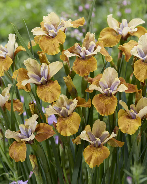 Hovedbilde Iris Sibirica Colonel Mustard 