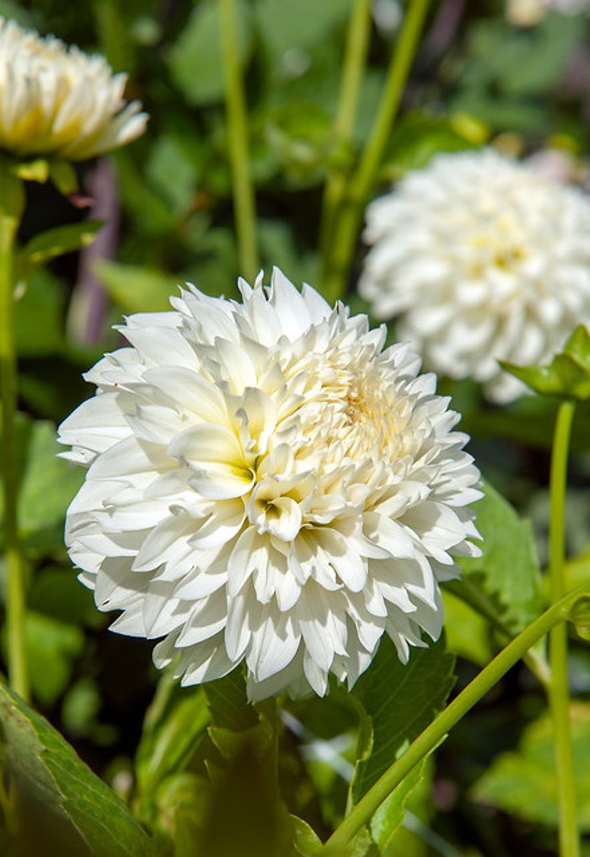 Dahlia Gitt's Attention 