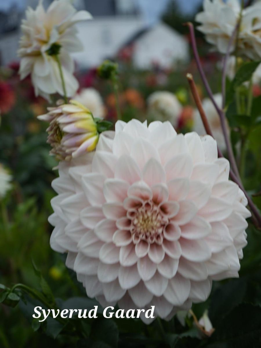 Dahlia Glossy Carlita Nyhet 2026
