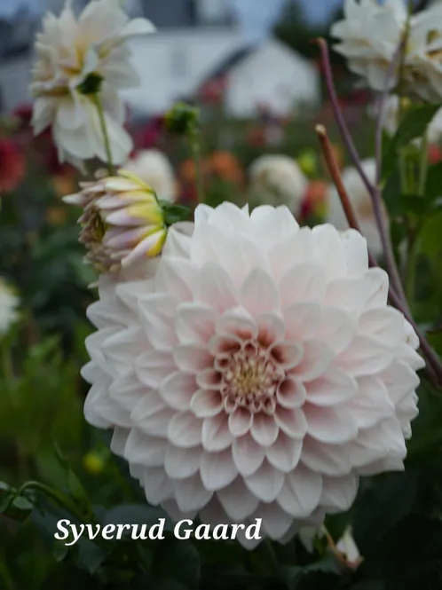 Hovedbilde Dahlia Glossy Carlita 
