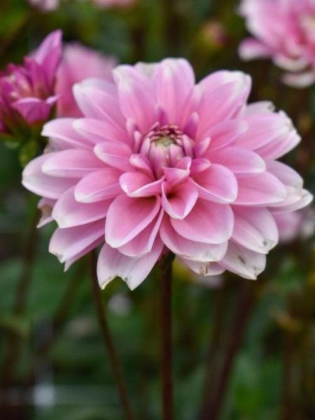 Hovedbilde Dahlia Pink Perception 